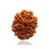 9 mukhi nepali rudraksha with certificate