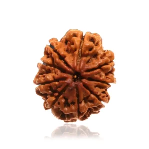 9 mukhi nepali rudraksha with certificate