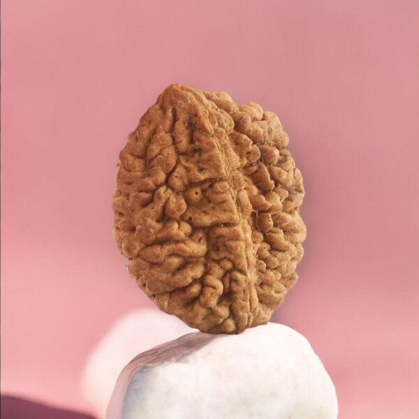 Original 2 muhki nepali rudraksha 3 face rudraksha