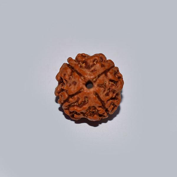 4 mukhi neali rudraksha certified original