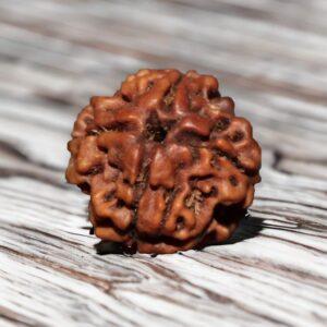 4 mukhi neali rudraksha certified original