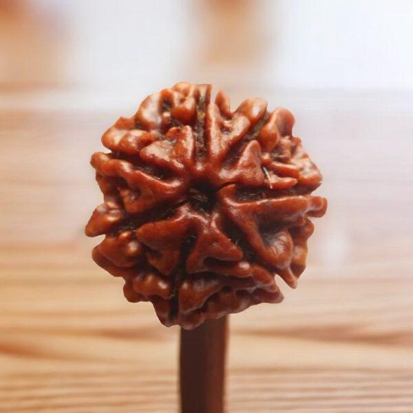 7 mukhi nepali rudraksha with certificate