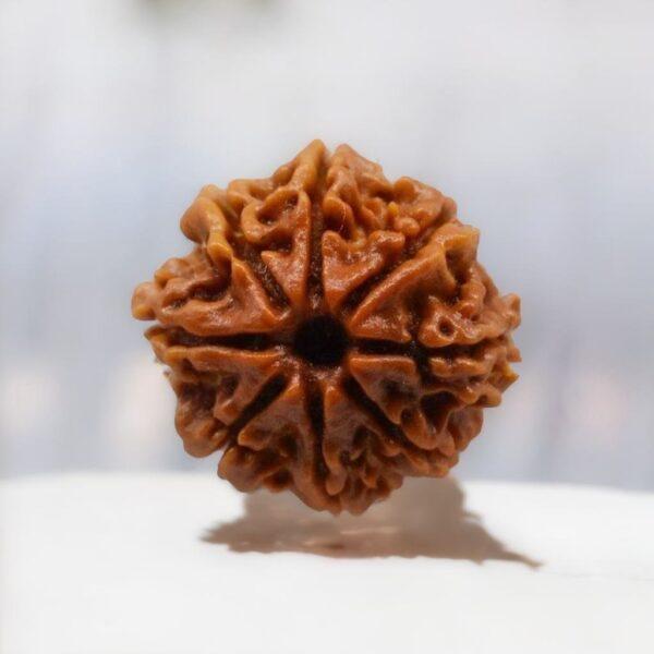 8 mukhi nepali original rudraksha