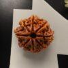 8 mukhi nepali original rudraksha