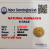 5 mukhi certified nepali rudraksha