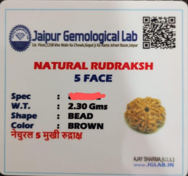 5 mukhi certified nepali rudraksha