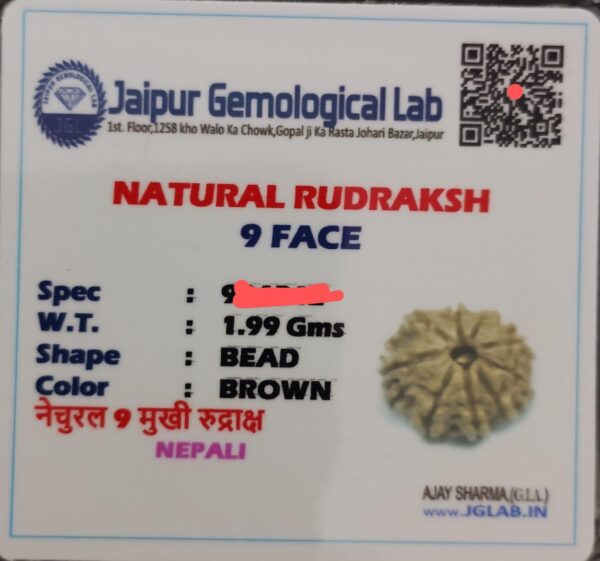 9 mukhi nepali rudraksha with certificate