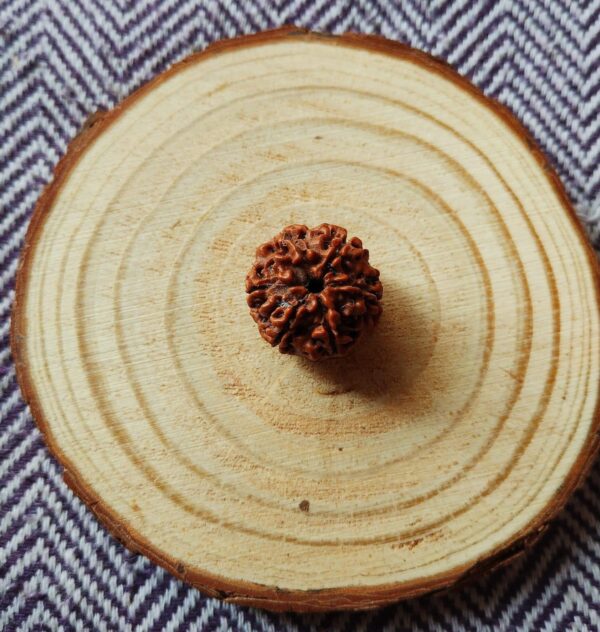 original 6 mukhi rudraksha bead