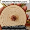 7 mukhi nepali rudraksha with certificate