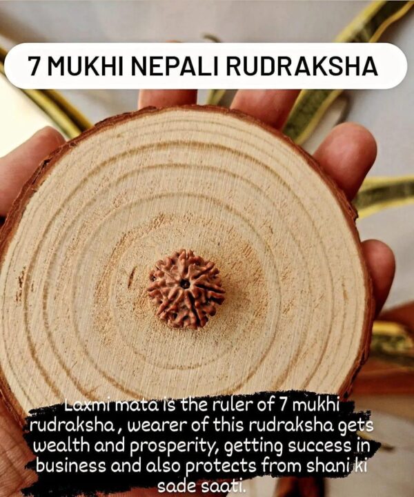 7 mukhi nepali rudraksha with certificate
