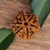 original 6 mukhi rudraksha bead