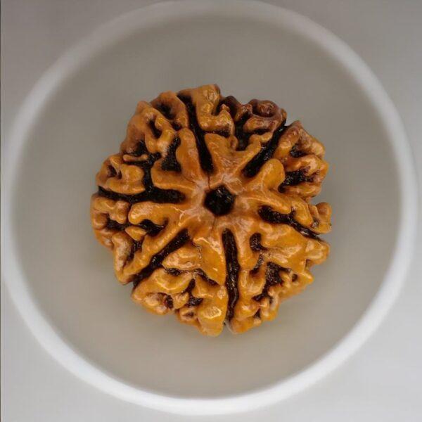 original 6 mukhi rudraksha bead