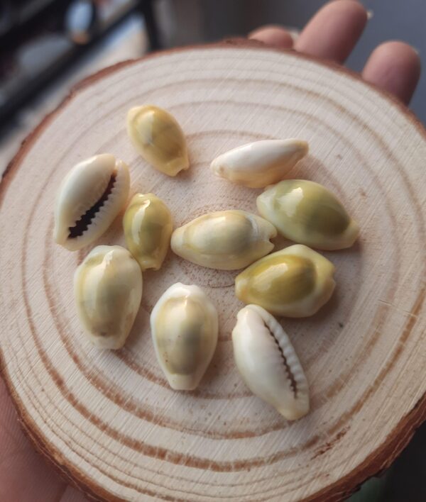 yellow laxmi kaudi , yellow laxmi cowrie