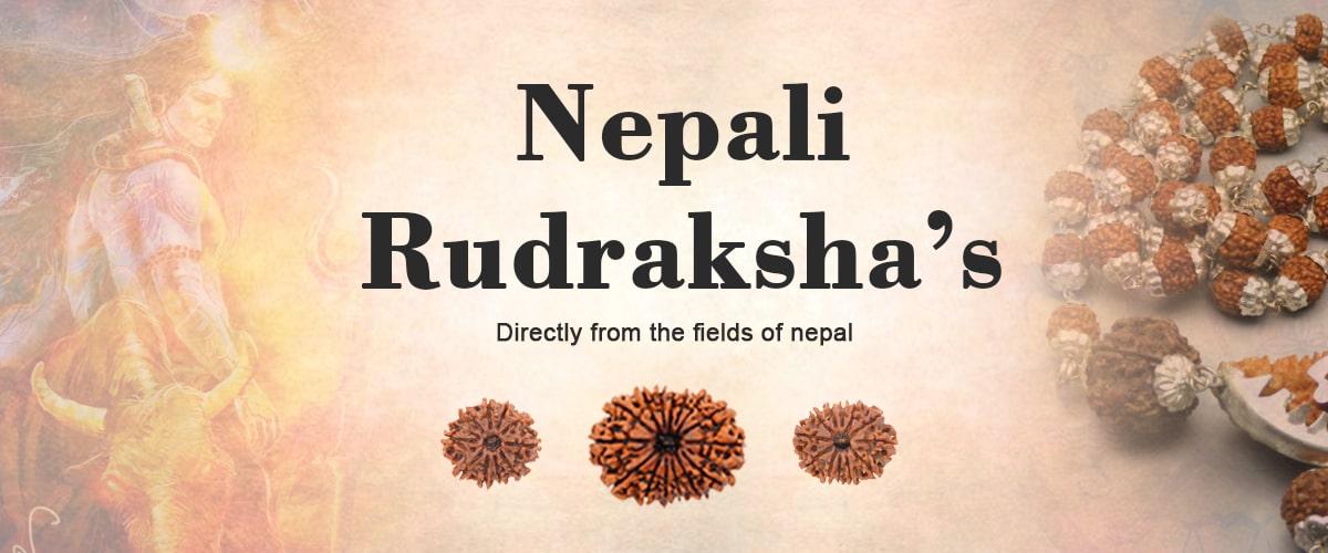 natural authentic original nepali rudraksha beads