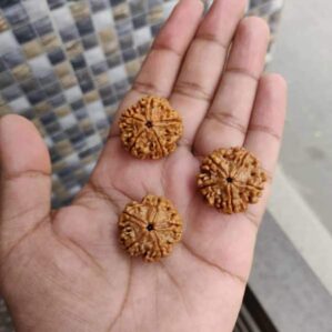 Nepali original rudraksha collection spirital